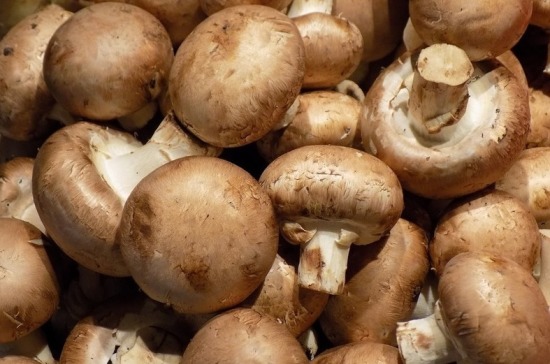 В России грибы получили статус сельхозпродукции - Парламентская газета