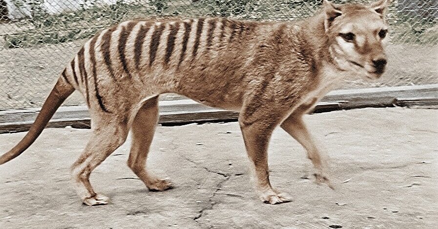 Сумчатый волк