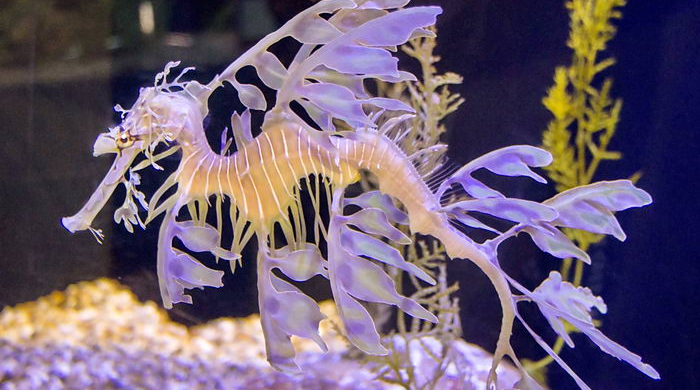 Лиственный морской дракон